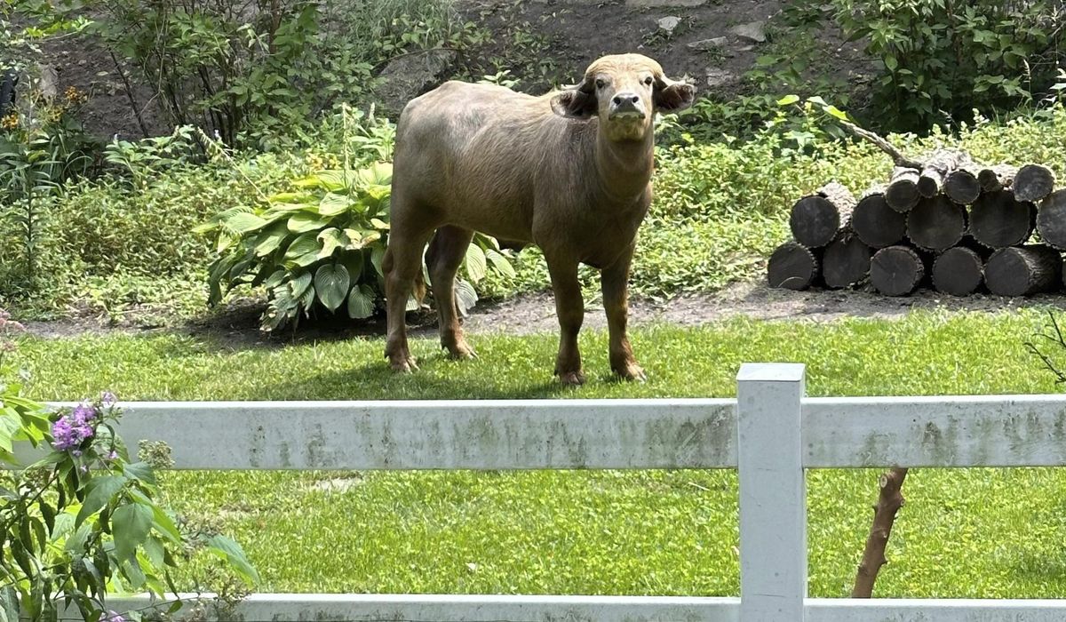 NextImg:Water buffalo corralled days after it escaped in Iowa suburb and was shot by police