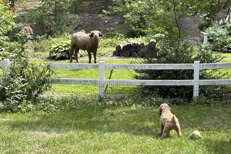 Two-year-old cockapoo Annie eyes an an escaped water buffalo on the lam from police Saturday, Aug. 24, 2024, in the Des Moines suburb of Pleasant Hill, Iowa. (Madison Pottebaum via AP)