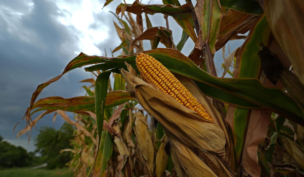 NextImg:Sweaty corn is making it even more humid
