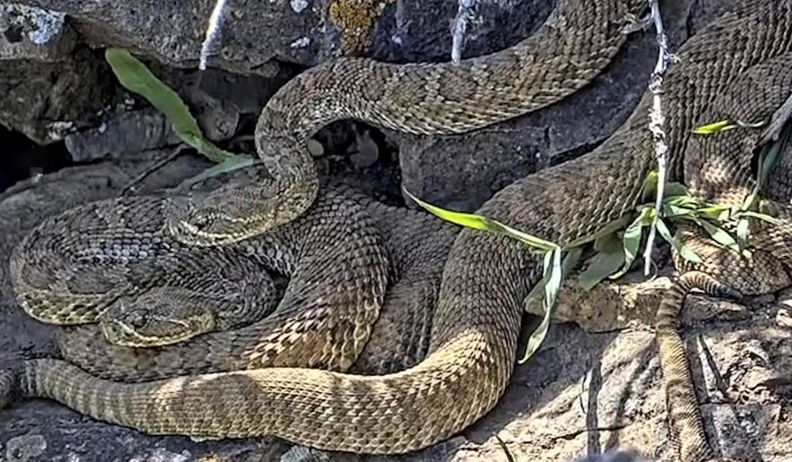 FILE - This undated image made from a video provided by Project RattleCam shows a "mega den" of rattlesnakes in a remote location in northern Colorado. (Project RattleCam via AP, File)