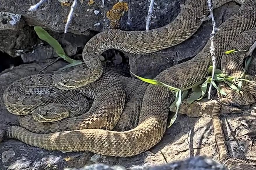 FILE - This undated image made from a video provided by Project RattleCam shows a "mega den" of rattlesnakes in a remote location in northern Colorado. (Project RattleCam via AP, File)
