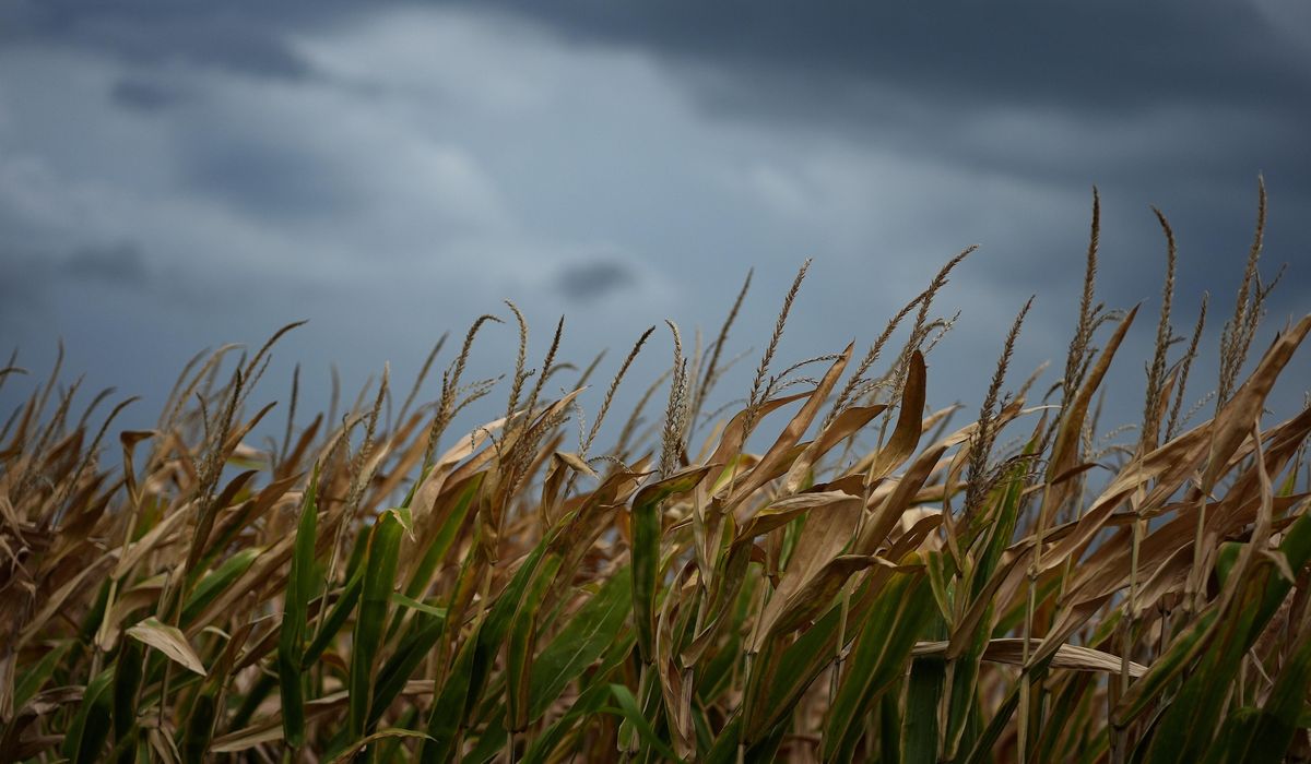 NextImg:Ways and Means chairman: Family farmers will suffer if Trump tax cuts expire in late 2025