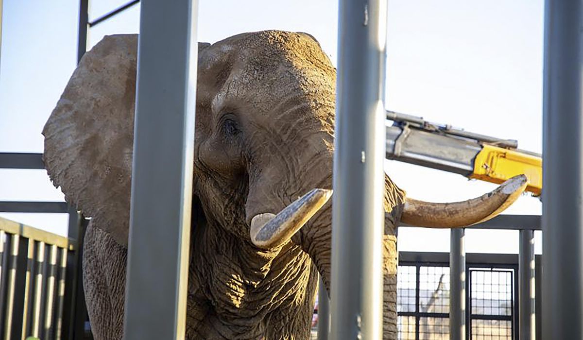NextImg:How do you get a grumpy 4-ton elephant to a new home 120 miles away? Call the elephant movers