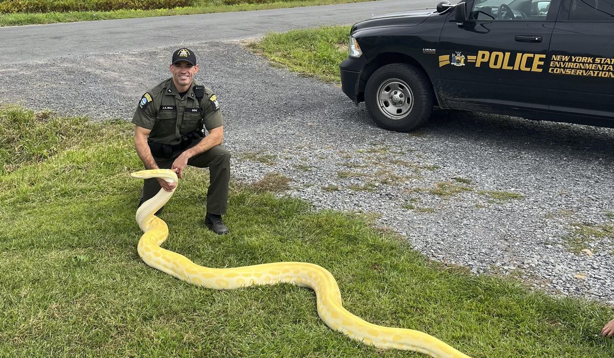 NextImg:Python moved from New York home to zoo after growing too long