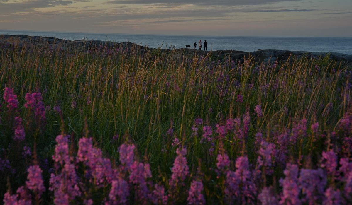 NextImg:As warming threatens polar bear tourism, a Canadian town adapts and thrives