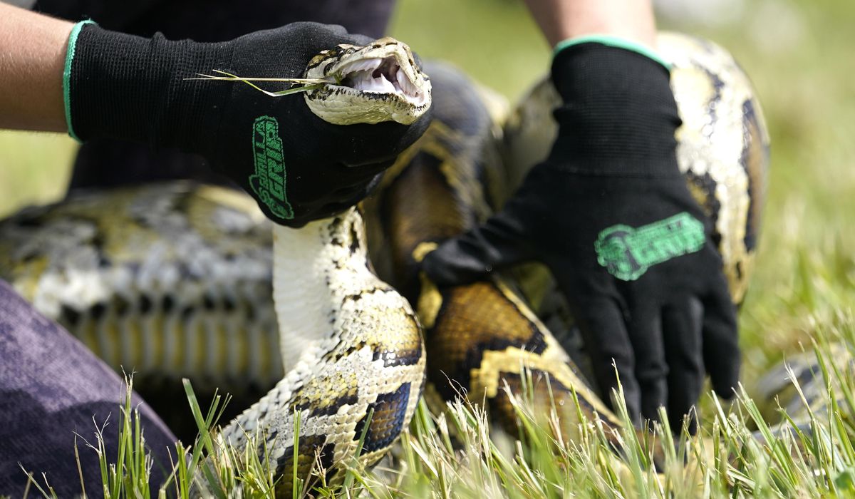 NextImg:Grand prize winner in Florida Python Challenge removed 20 Burmese pythons from the wild