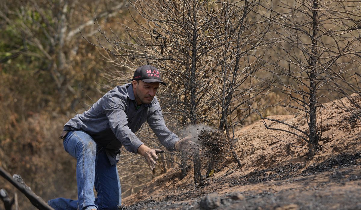 NextImg:Brazil drought punishes coffee farms and threatens to push prices even higher