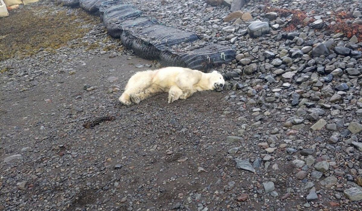 NextImg:A rare polar bear showed up on the shores of Iceland. Police shot it