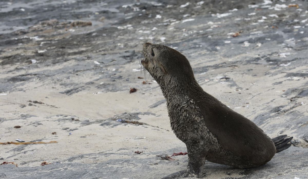 NextImg:Scientists in South Africa say they have identified the first known outbreak of rabies in seals