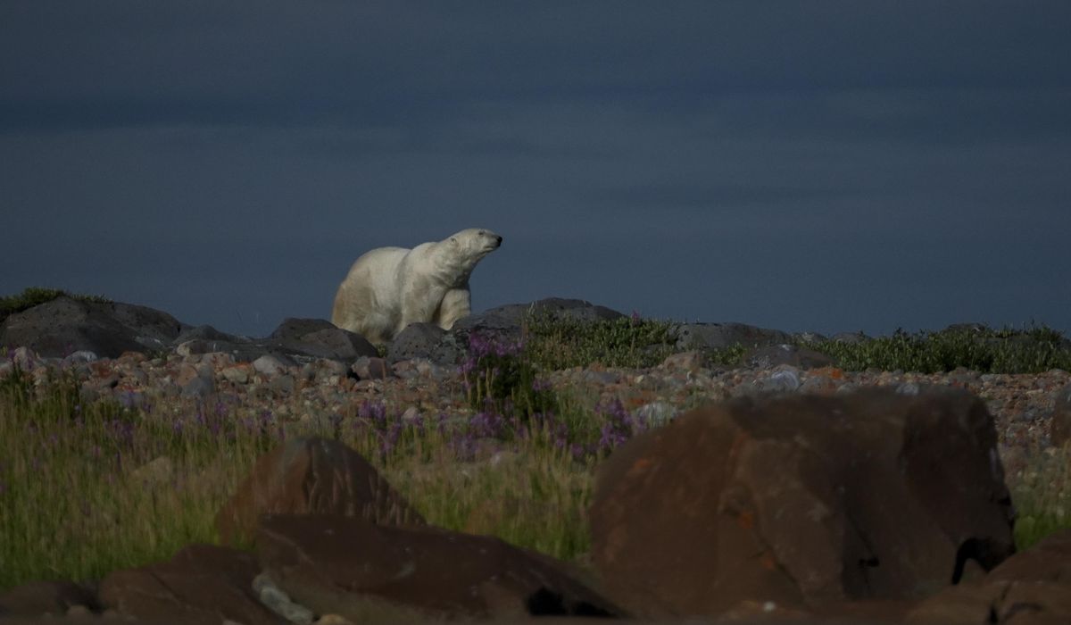 NextImg:Man injured defending wife from polar bear attack in Canada