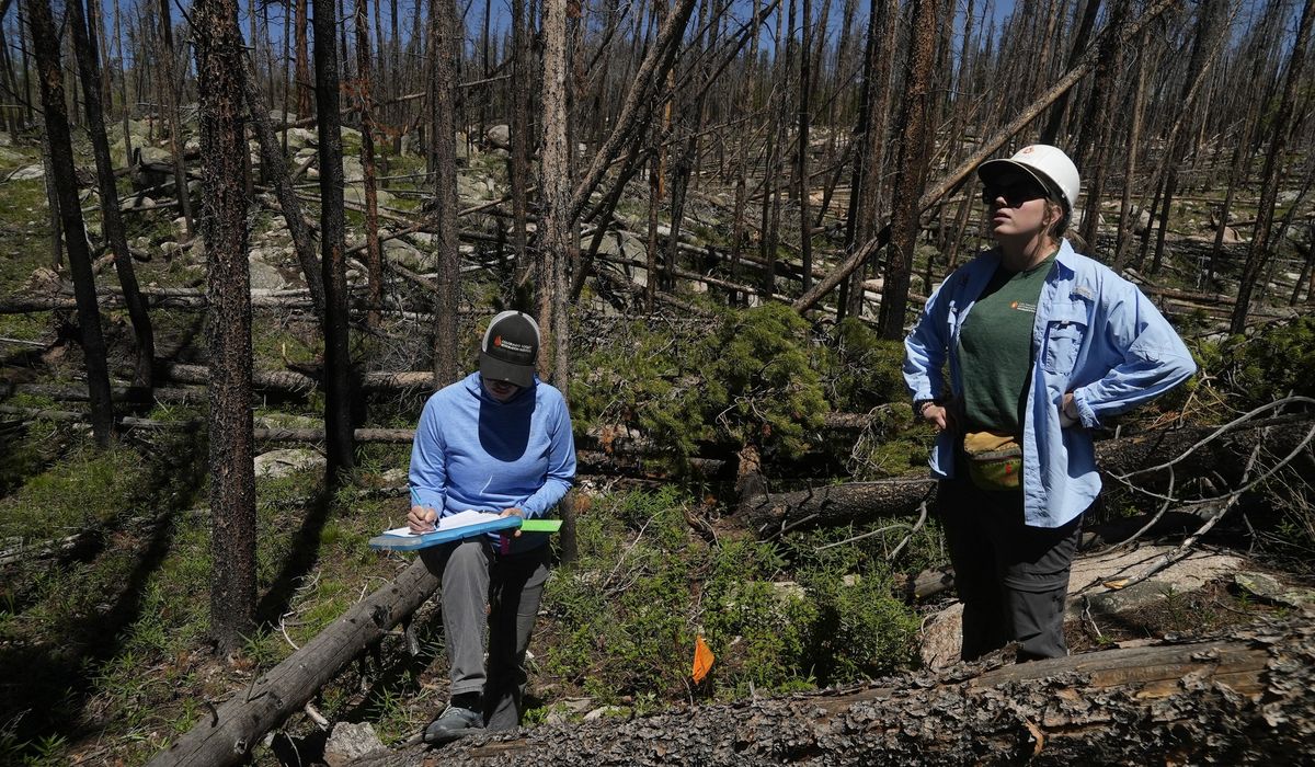 NextImg:As many forests fail to recover from wildfires, replanting efforts face huge odds — and obstacles