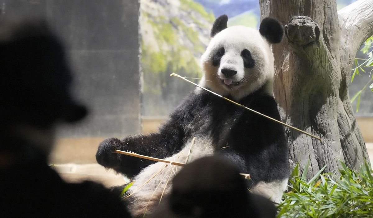 NextImg:Japanese fans bid farewell to beloved pandas at Tokyo’s Ueno Zoo before their return to China
