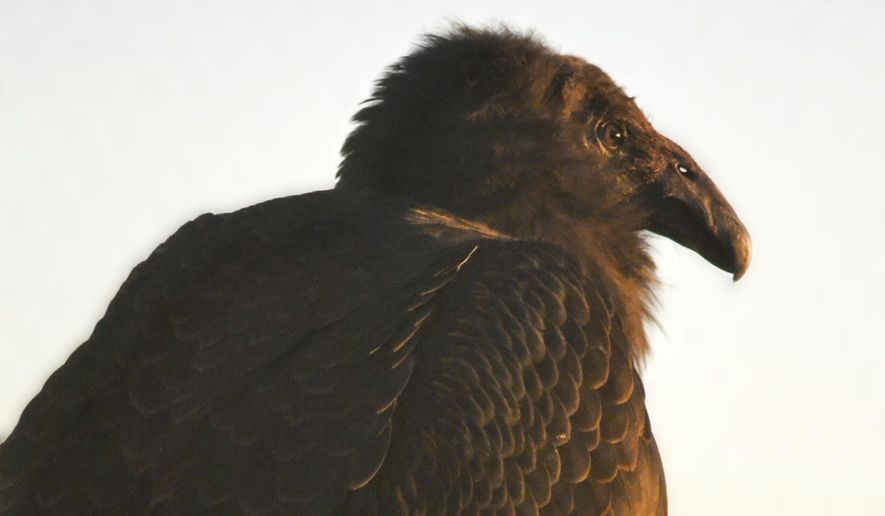 This Dec. 23, 2023 image provided by The Peregrine Fund shows a young condor named Milagra while at the World Center for Birds of Prey in Boise, Idaho. (Kelsey Tatton/The Peregrine Fund via AP)