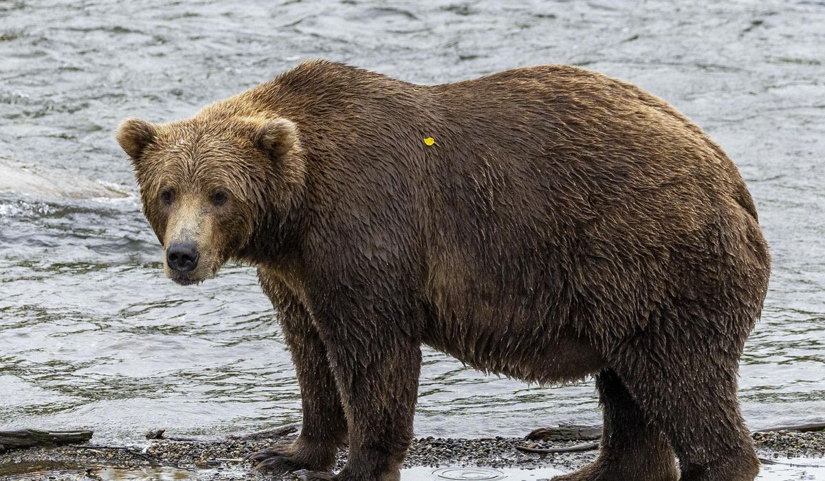 NextImg:Fat Bear Week contest delayed after male bear kills female bear