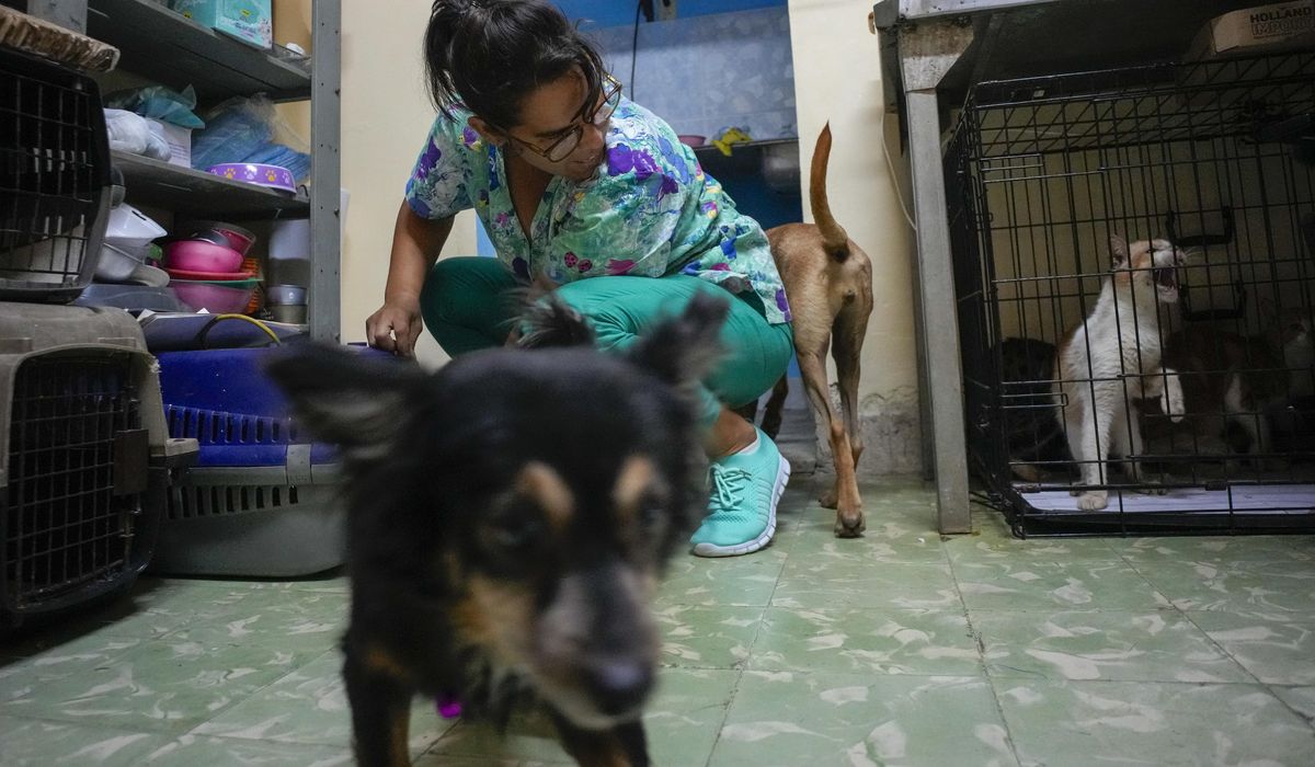 NextImg:Cubans searching for a better future leave their pets behind