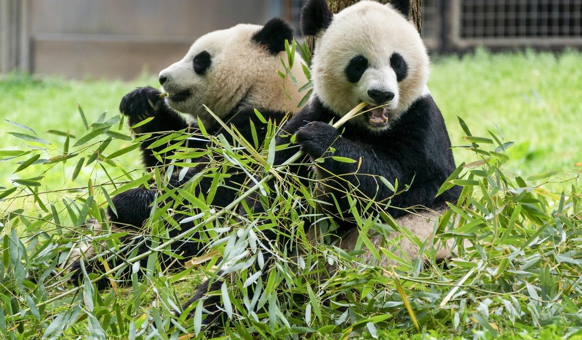 NextImg:Pandas bear with a long trip back to the National Zoo