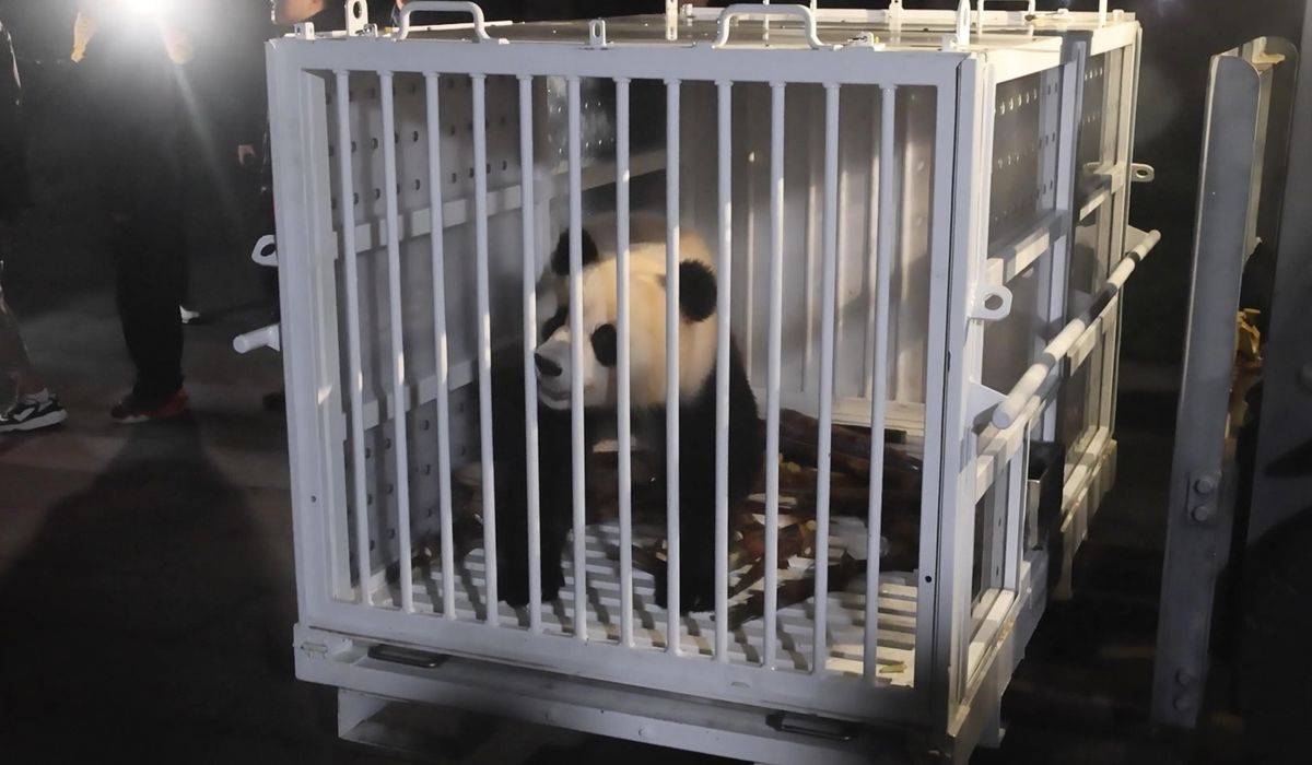 NextImg:Pandas arrive in the U.S. Next stop is the National Zoo