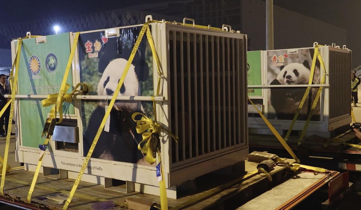 NextImg:A pair of pandas from China lands at Dulles International Airport, on their way to National Zoo