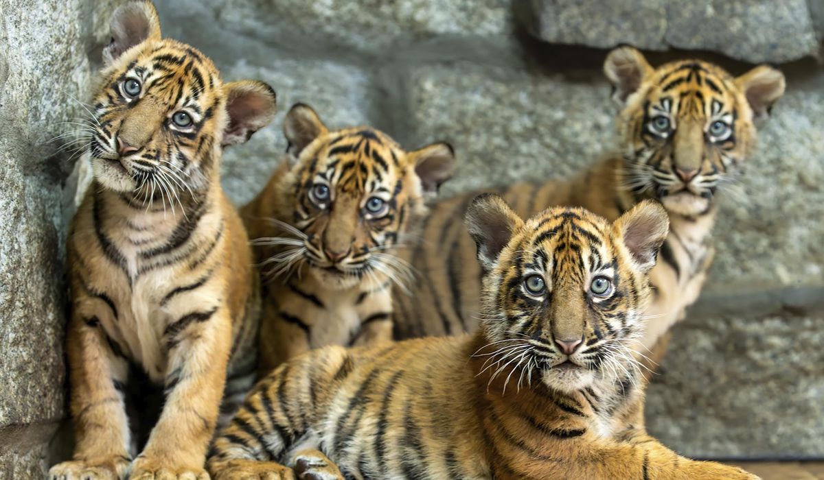 NextImg:Polish zoo celebrates the birth of 4 Sumatran tigers, a critically endangered species