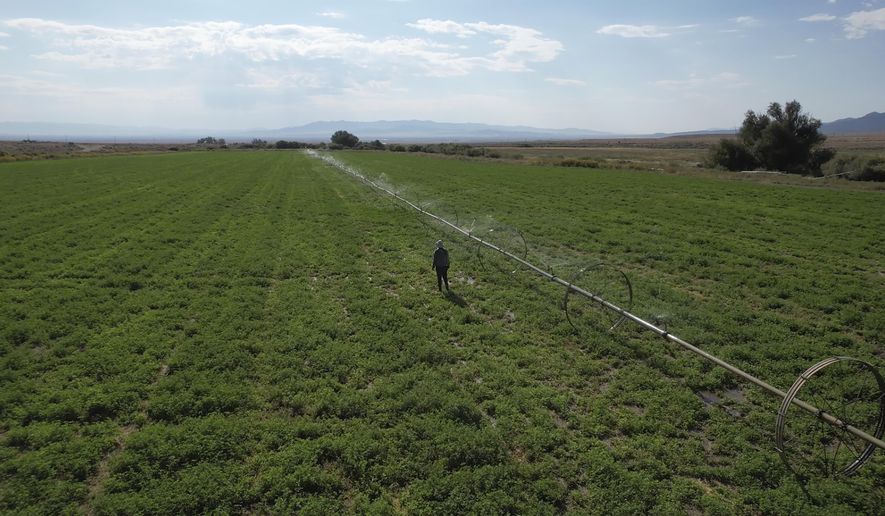 A immigrant worker with a H-2A visa irrigates a field on the Baker Ranch Monday, Sept. 9, 2024, in Baker, Nevada. (AP Photo/Rick Bowmer)