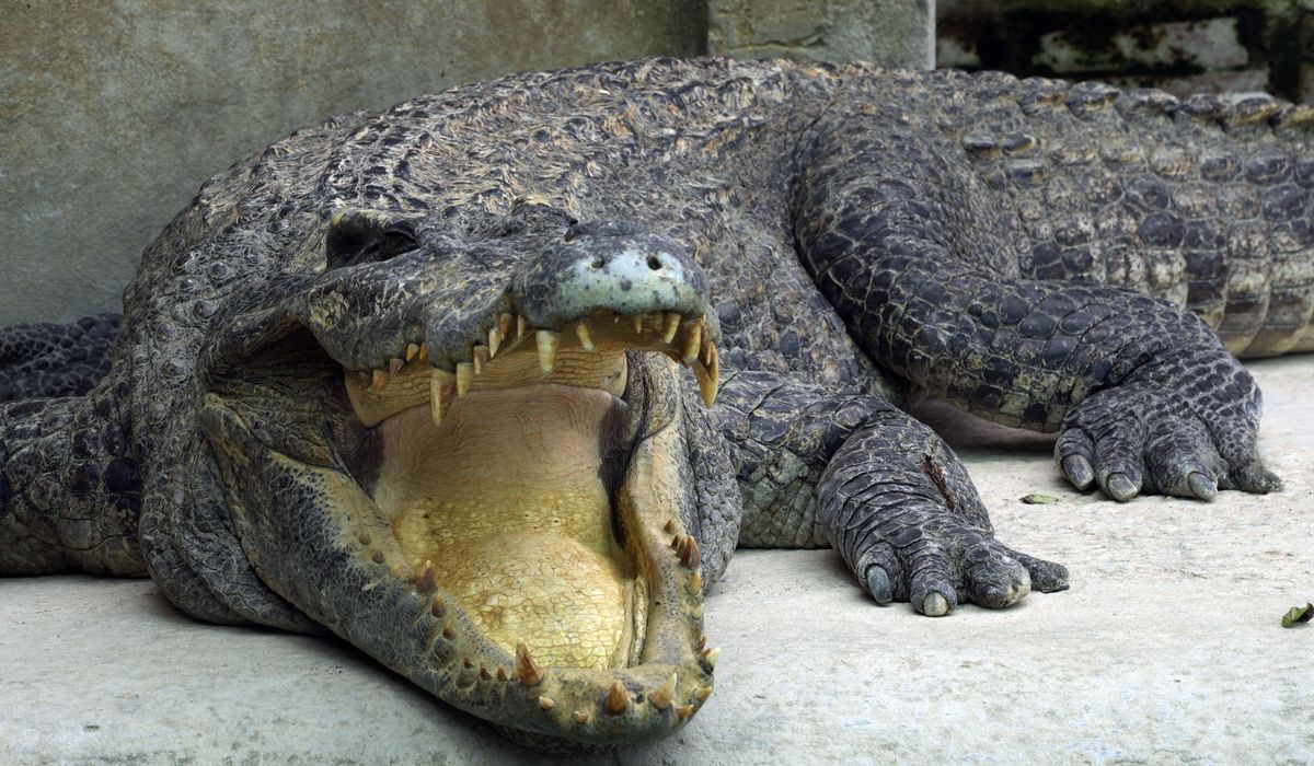 NextImg:Australian authorities probe U.S. influencer over crocodile videos