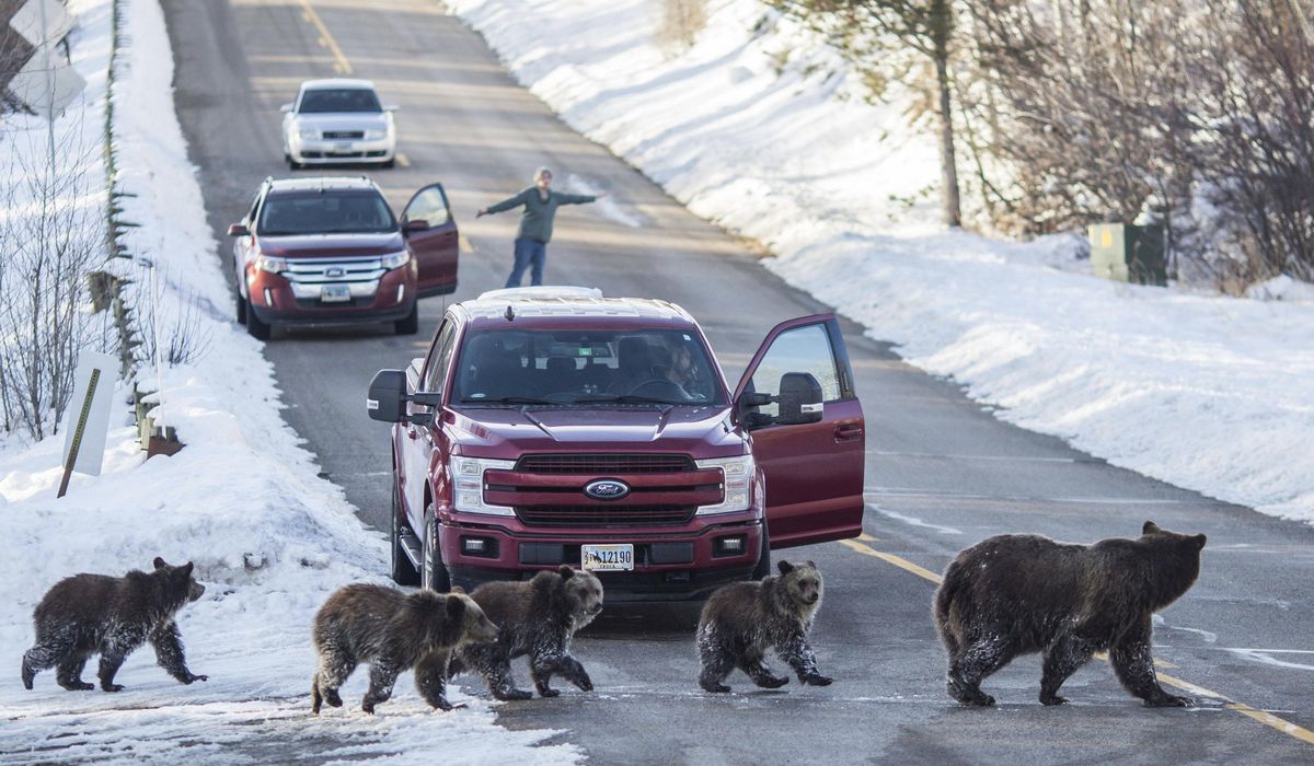 NextImg:Vigil set for beloved Grand Teton bear who was killed by a vehicle