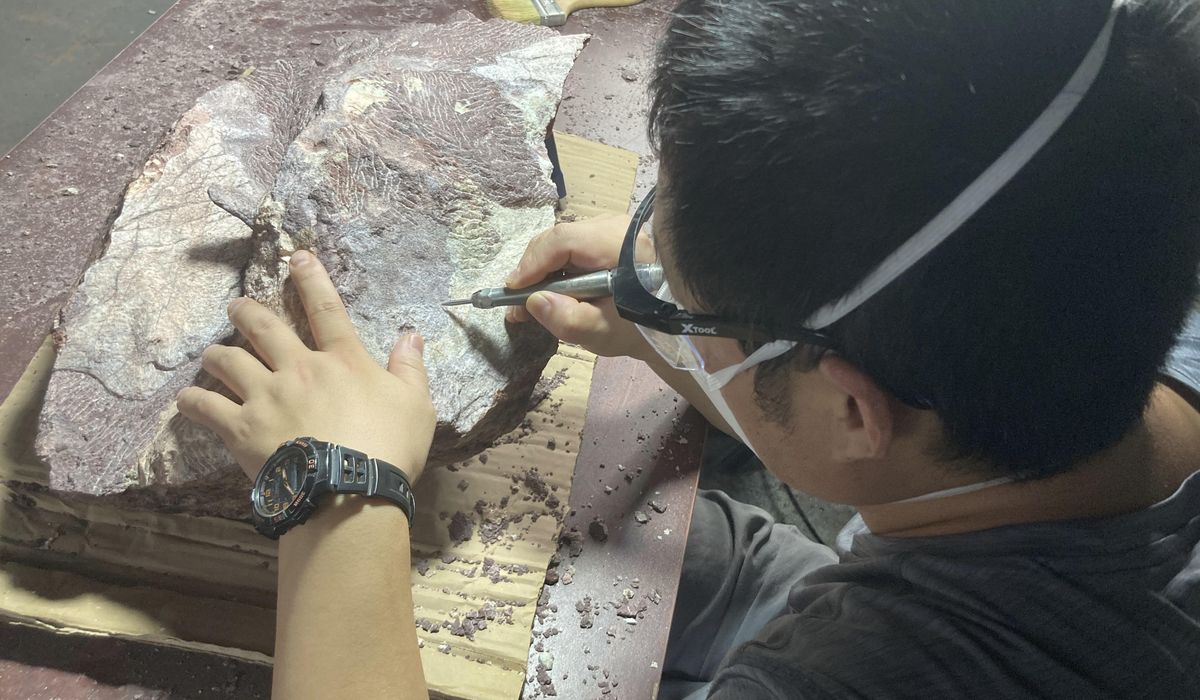 NextImg:Hong Kong discovers dinosaur fossils for the first time