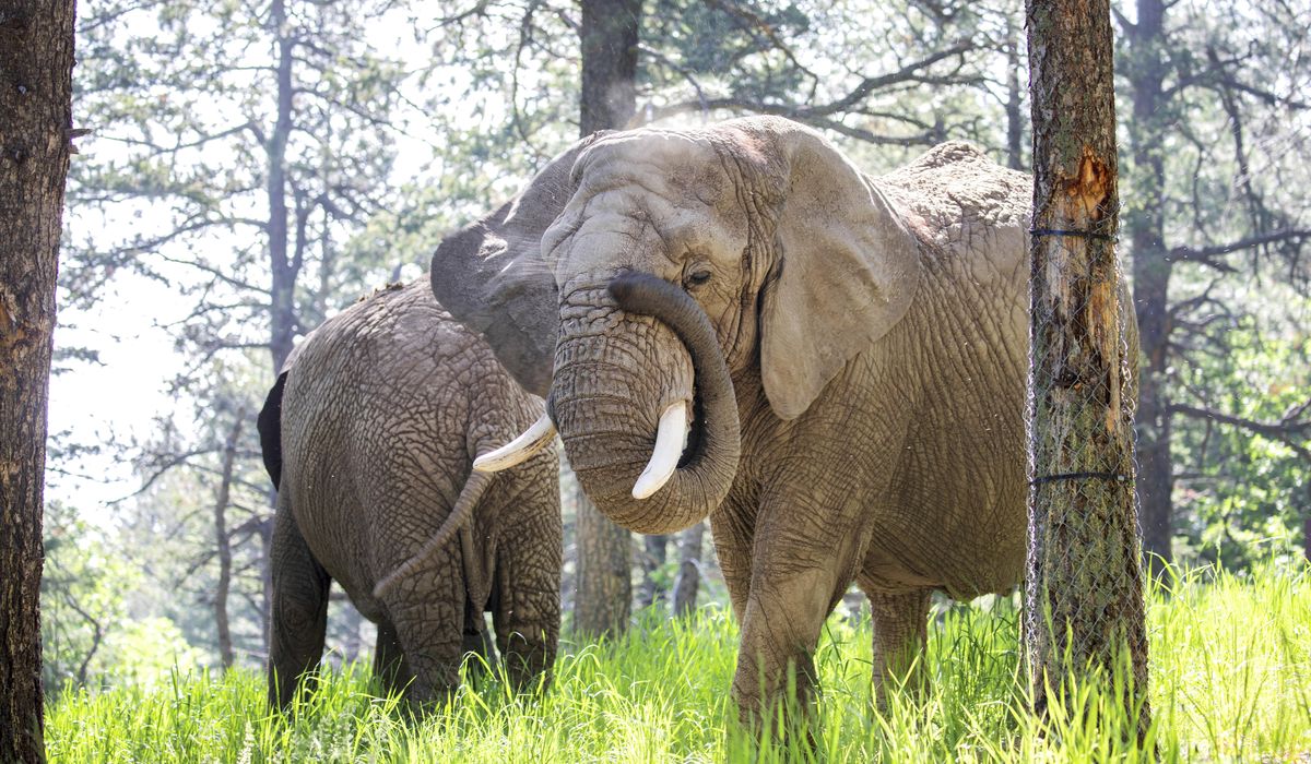 NextImg:Should elephants have the same rights as people? A Colorado court may decide