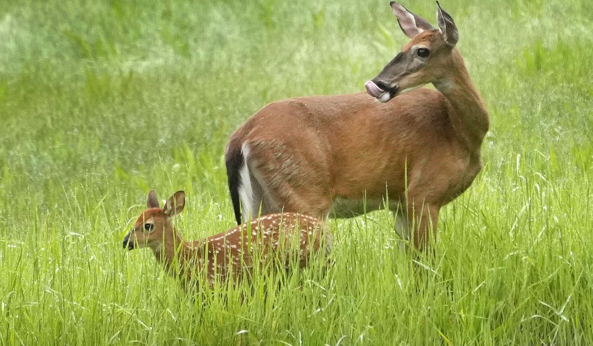 NextImg:Maine asks hunters to avoid eating deer, turkey in some areas because of PFAS contamination