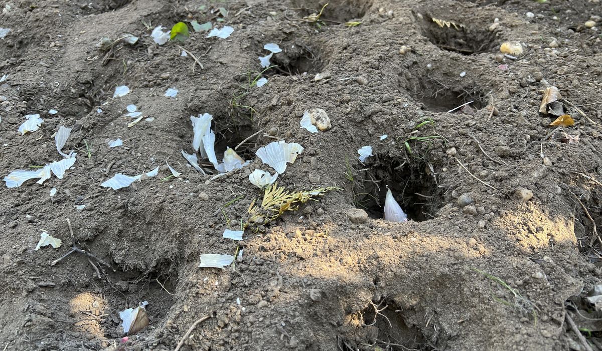 NextImg:Planting bulbs? Here’s how to protect them from critters and the cold