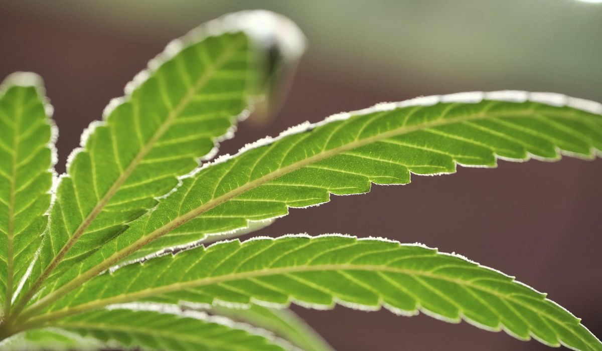 NextImg:Natural alternative or health risk? More seniors using marijuana