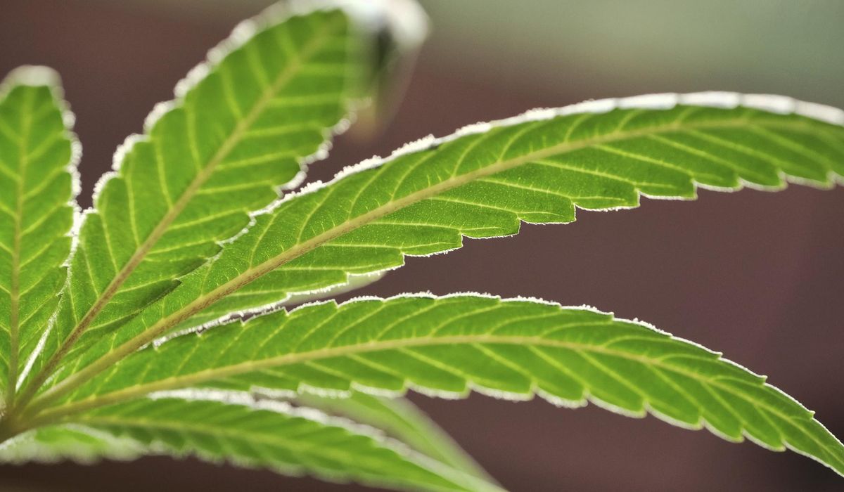 NextImg:D.C. attorney general busts 25 illegal cannabis shops in six months