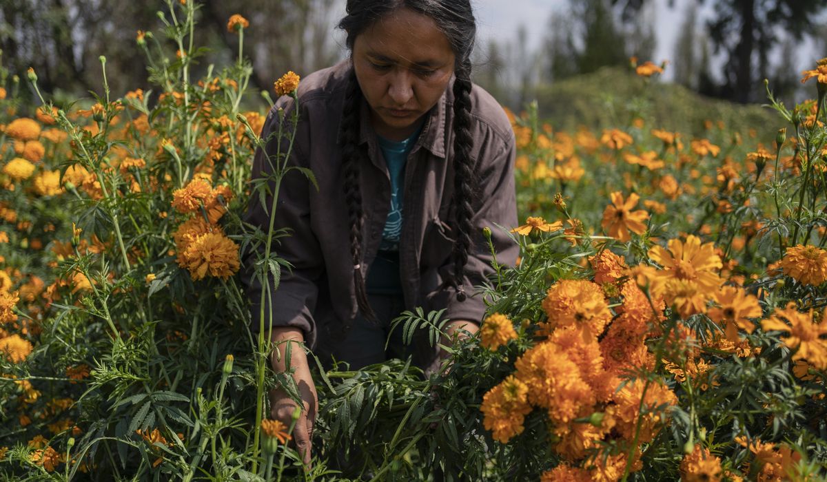 NextImg:Mexico City’s floating gardens have fed people for hundreds of years. Now they’re threatened