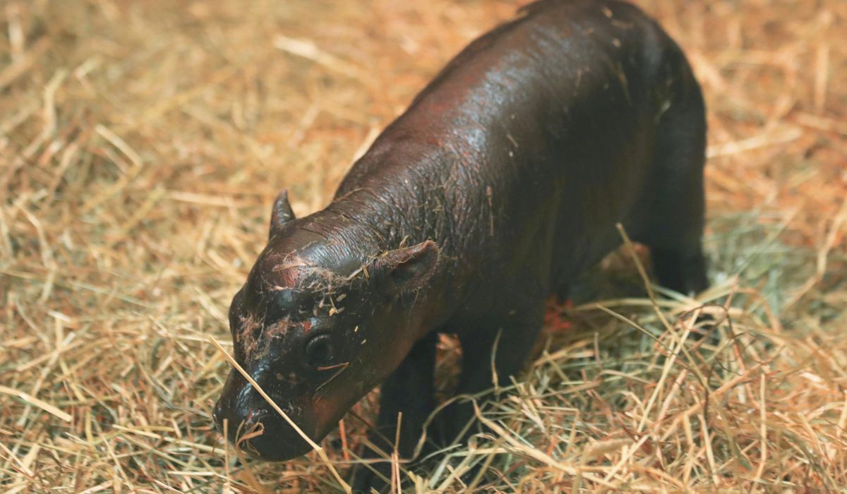 NextImg:2 adorable pygmy hippos pitted against each other in cuteness contest