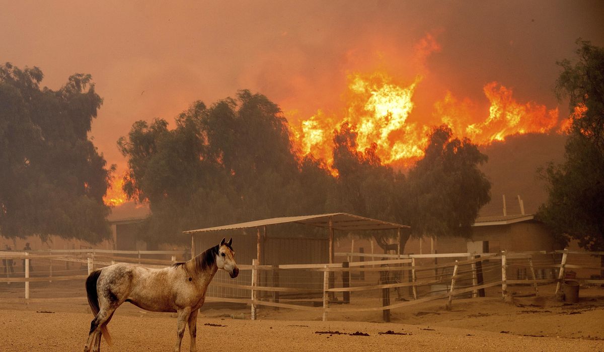 NextImg:Southern California wildfire destroys 132 structures as officials look for fierce winds to subside