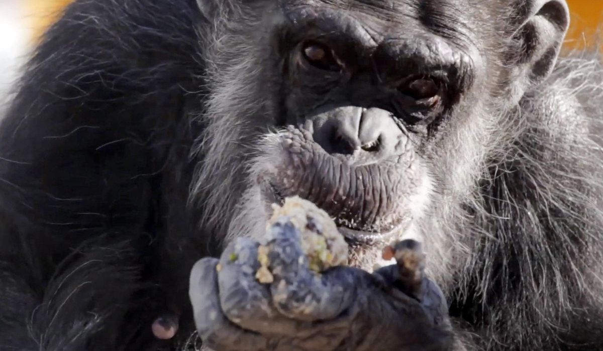 NextImg:Retired research chimps to be moved from New Mexico to a Louisiana sanctuary