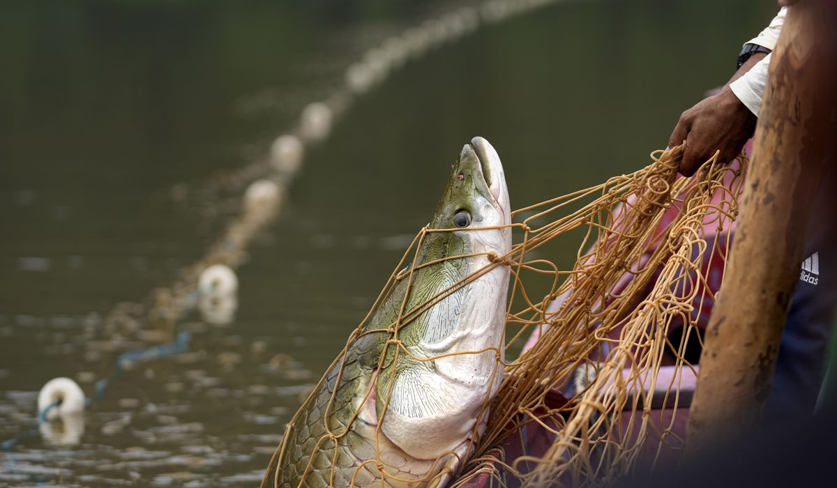 NextImg:Severe droughts threaten the sustainable catch of the Amazon’s giant fish