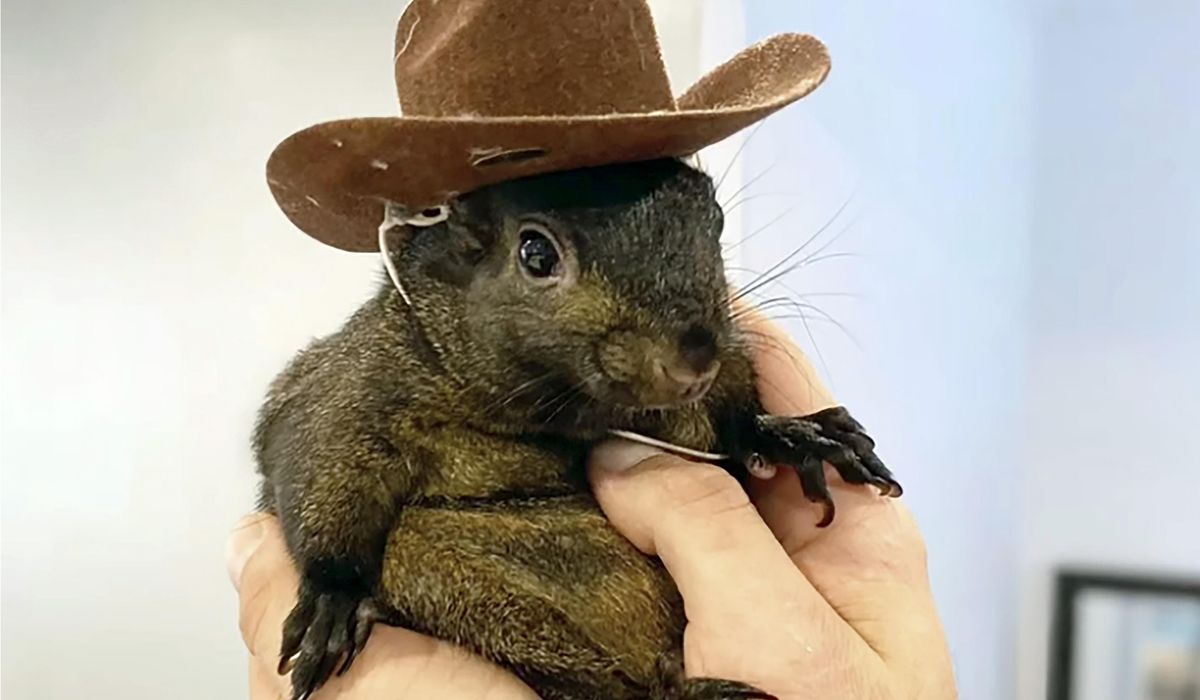 NextImg:‘Executed, not euthanized’: Peanut the squirrel’s owners sue New York, county over seizure, death