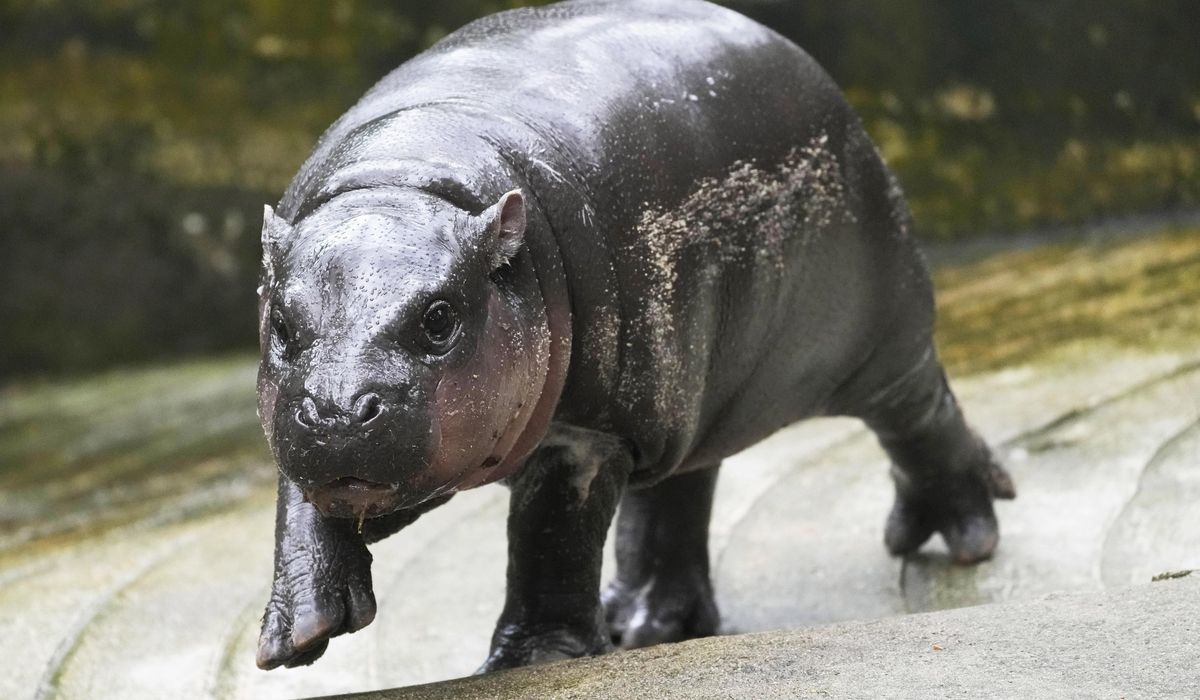 NextImg:Thailand’s baby pygmy hippo Moo Deng has an official song released in 4 languages
