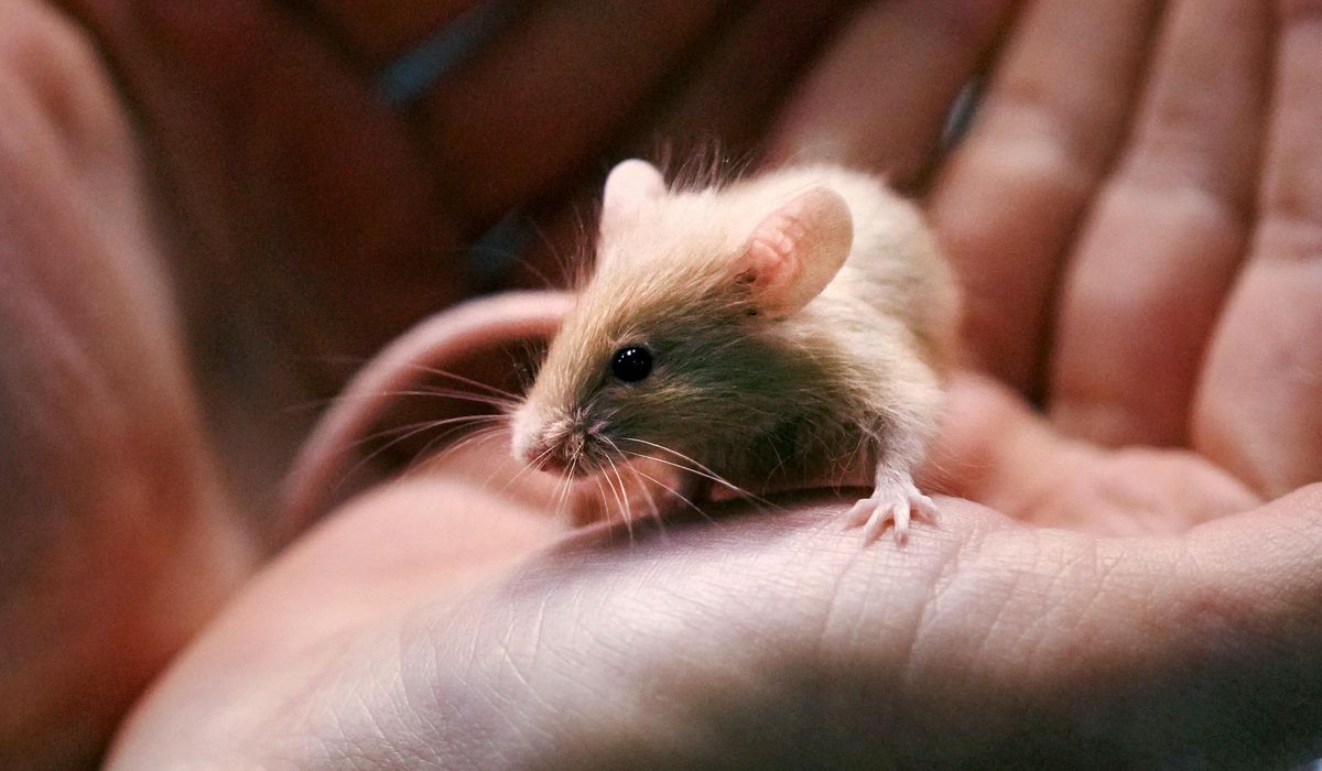 NextImg:New Hampshire shelter faces enor-mouse problem after man surrenders nearly 1,000 rodents