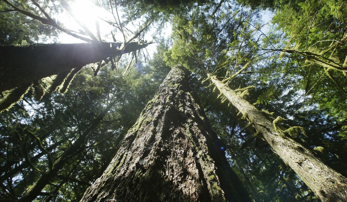 NextImg:More logging is proposed to help curb wildfires in the U.S. Pacific Northwest