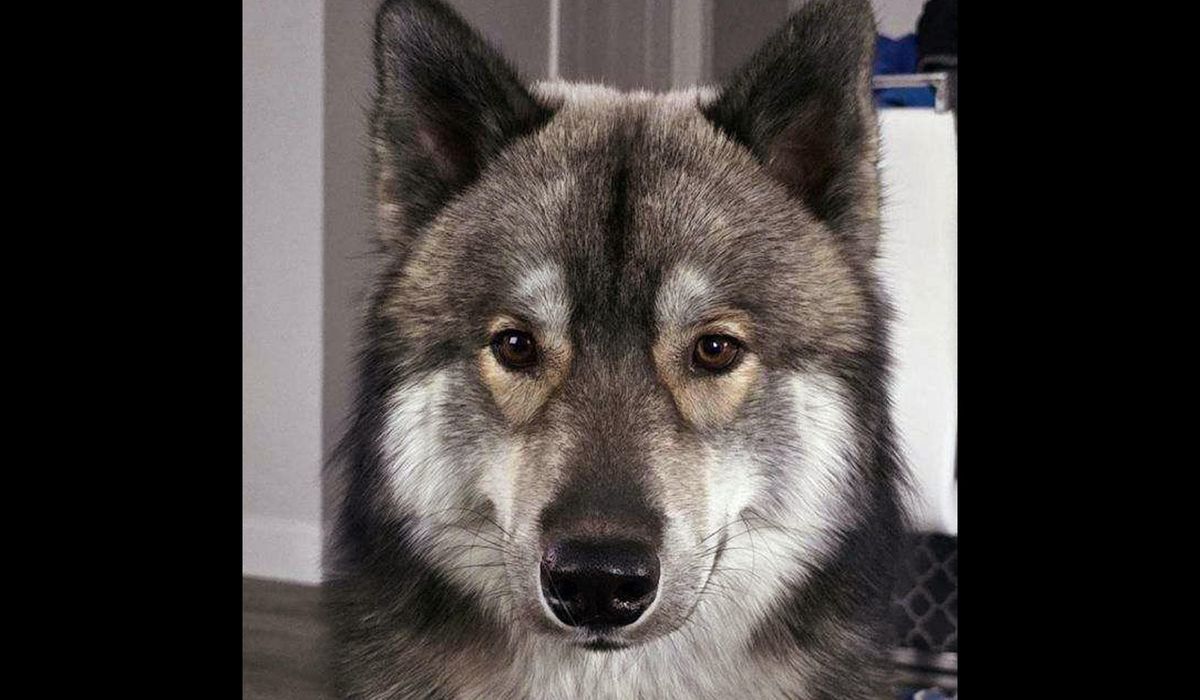 NextImg:Officer kills pet dog mistaken for a coyote in Massachusetts town. The owner says it was unnecessary