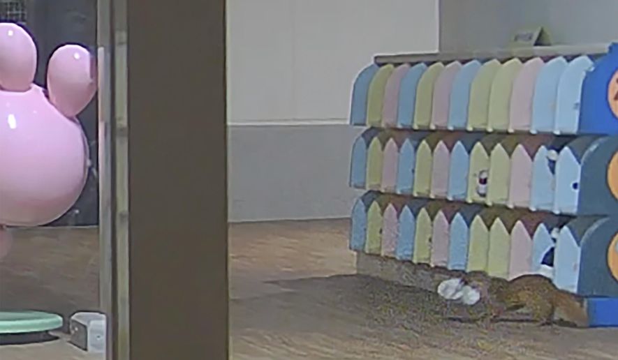 This image made from security camera video released by Kasuya Police shows a weasel with a shoe at a kindergarten in Koga, Fukuoka prefecture, southwestern Japan, on Nov. 11, 2024. (Kasuya Police via AP)