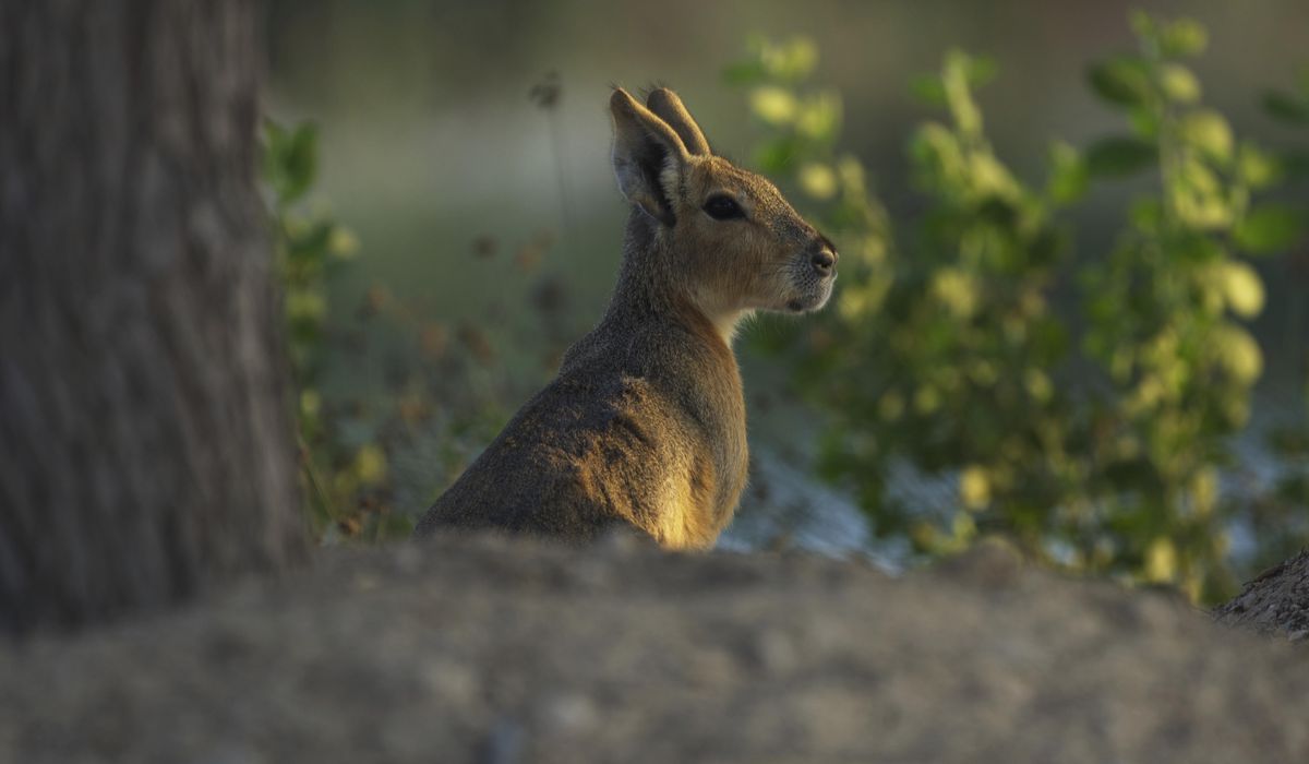NextImg:A desert oasis outside of Dubai draws a new caravan: A family of rodents from Argentina