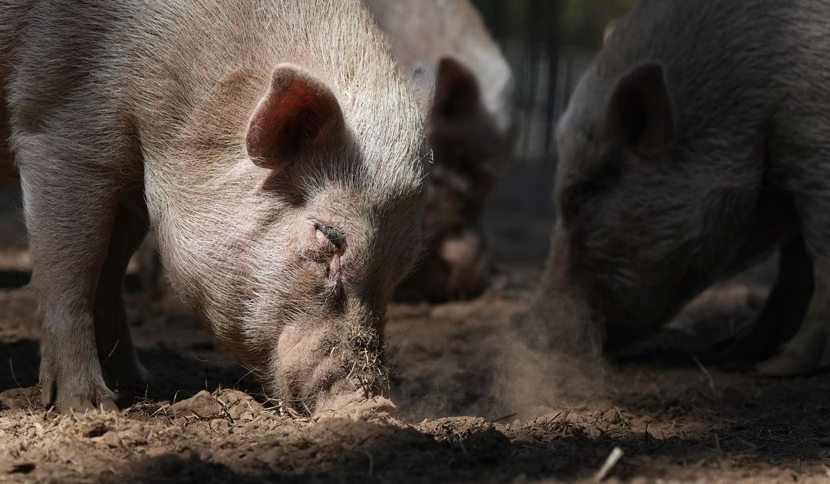 NextImg:Cargo of 100 smelly hogs forces Dutch flight to Mexico to reroute to Bermuda