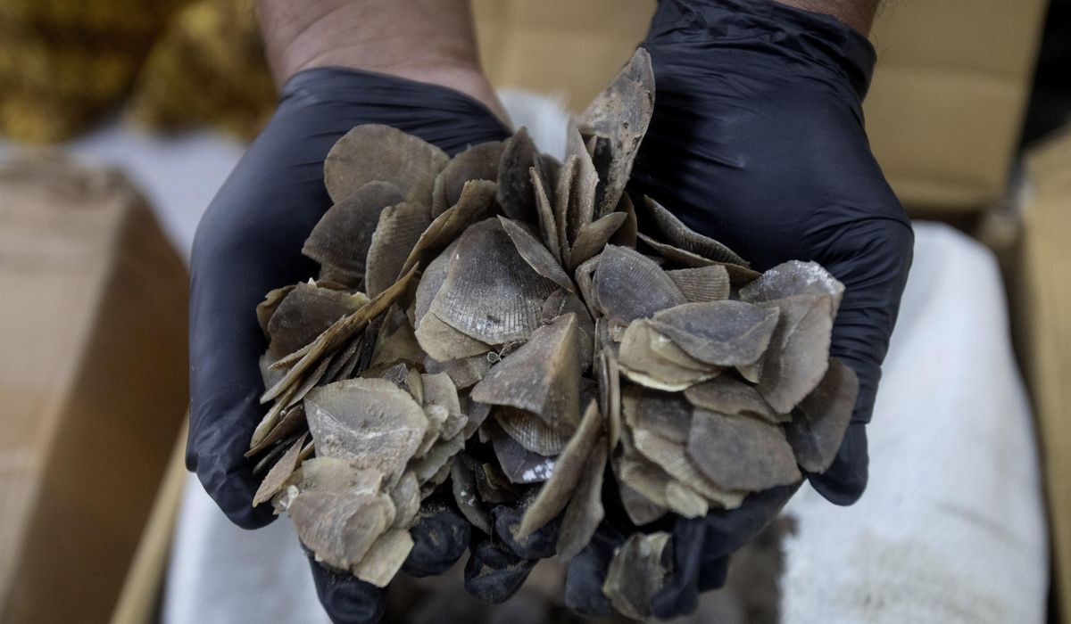 NextImg:Indonesia seizes more than a ton of endangered pangolin scales said to be meant for Chinese clients