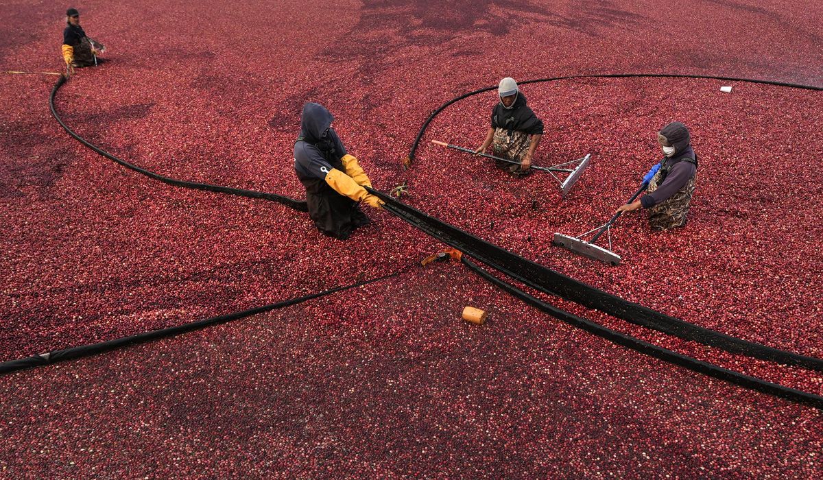 NextImg:Millions will eat cranberry sauce on Thanksgiving. But where do those cranberries come from?