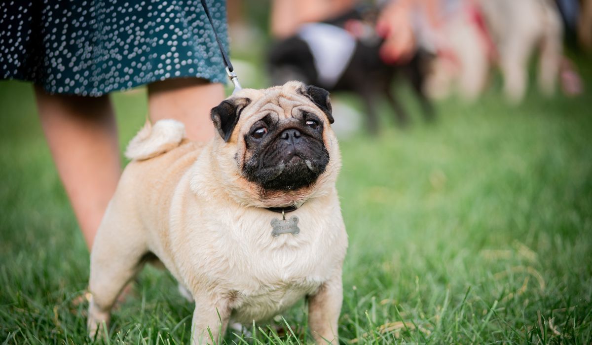 NextImg:Vito first pug to win televised National Dog Show