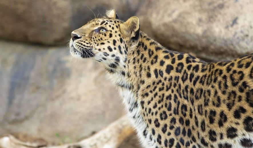 This 2018 photo provided by The Living Desert Zoo and Gardens shows Amur leopard Zoya, who passed away from old age at the zoo in Palm Desert, Calif., on Nov. 26, 2024. (The Living Desert Zoo and Gardens via AP)