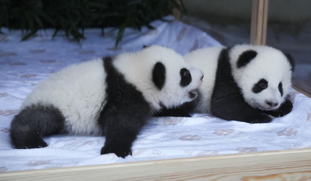 NextImg:Berlin’s new panda twins have been named. Meet Leni and Lotti, or Meng Hao and Meng Tian
